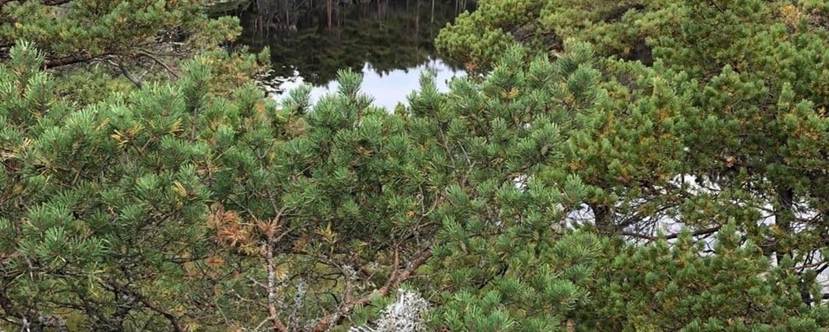 VMB0221 Guds frie natur 1.JPG